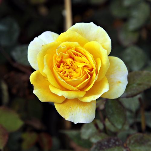 Rosa  Georges Denjean™ - žlutá - Stromkové růže s květy anglických růží - stromková růže s rovnými stonky v koruně